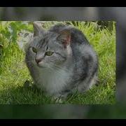 Когда Я Стану Кошкой Speed Up
