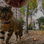 Мем С Котом Wi Wi Wi