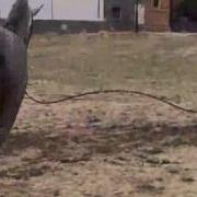 Caballo Titan