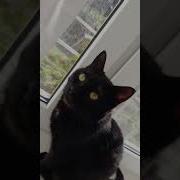 Жёсткий Эдит С Кошкой