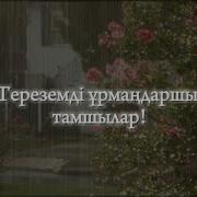 Терезем Урмандаршы Тамшылар