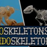 Endoskeleton