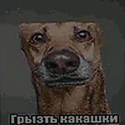 Грызть Какашки