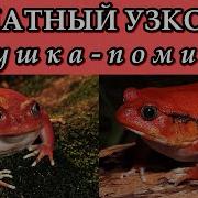 Томатный Узкорот