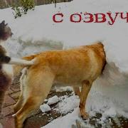 Смешная Озвучка Собак