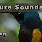 White Noise Singing Birds