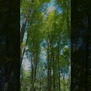 Grove Of Whispers4