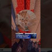 Мем Кот Том