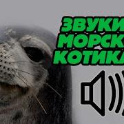 Звуки Морского Котика