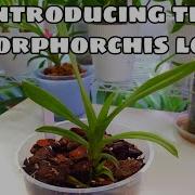 Introducing The Dimorphorchis Lowii A Very Special Orchid