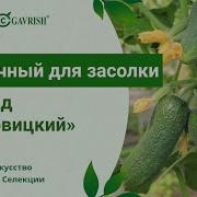 Луковицкий Огурец