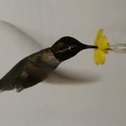 Hummingbird