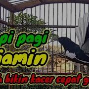 Terapi Bunyi Kacer Dijamin Kacer Anda Gacor