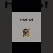 Cat Hello Meme