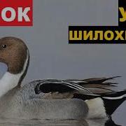 Шилохвость Голос