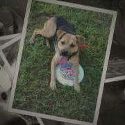 Snyp Dog
