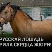 Лошадки