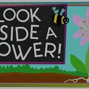 Flowers Bloom