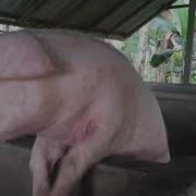 Pig Sound