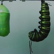 Metamorphosis