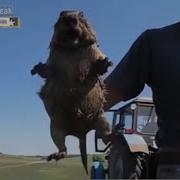 Крик Сурка