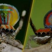 Spider Dance