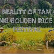 Bao Binh Golden Fields