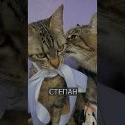 Прикол Кот Степан