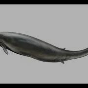 Basilosaurus Sound