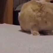 Rabbit Loud Nigra