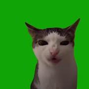Кот Хрустит