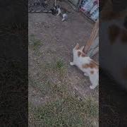 Кошачий Шансон