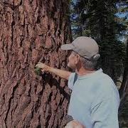 Abies Magnifica