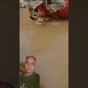 Fishy Love Remix