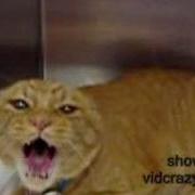 Angry Orange Cat