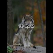 Ауф Цитаты