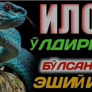 Абдуллох Домла Илон Ӯлдирган Бӯлсангиз Эшитинг2023