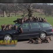 Thug Life Compilation Monkey