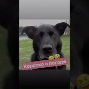 Коротко О Погоде Смотри Ржака