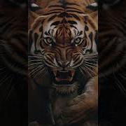 The Tigr Online