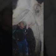 Сосёт У Коровы