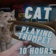 The Trumpet Cat