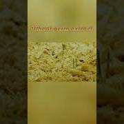 Triticum