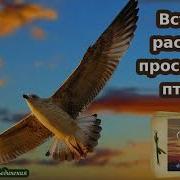 Встает Рассвет Проснулись Птицы