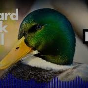 Duck Sound