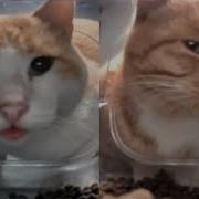 Кот Жрет Мем