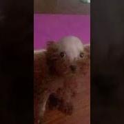 Baby Laugh Tik Tok Remix