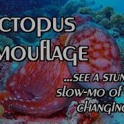 Octopus Changes Color Texture And Shape Check That Out In Slow Motion