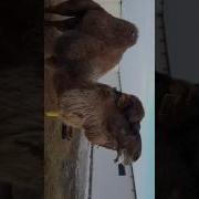 Улек Жарап Тур