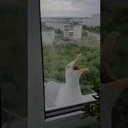 Звук Умерающей Чайки